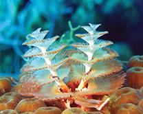 Cayman Islands Scuba Diving Holiday. Grand Cayman Dive Centre. Christmas Tree Coral.